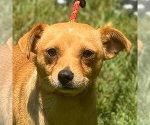 Chihuahua-Unknown Mix Dogs for adoption in Yardley, PA, USA