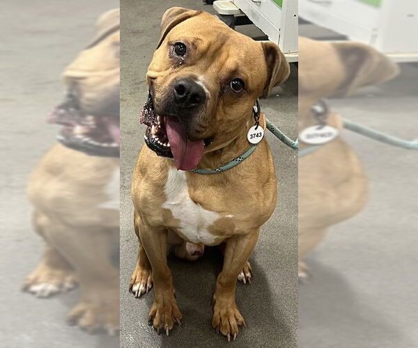 Medium Photo #1 Boxer-Unknown Mix Puppy For Sale in Forestville, MD, USA