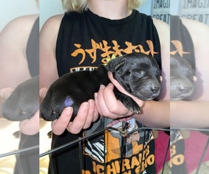 Labrador Retriever Puppy for sale in OSYKA, MS, USA