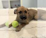 Small #7 Boxer-German Shepherd Dog Mix