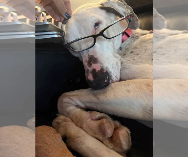 Medium Photo #4 Great Dane Puppy For Sale in Bullard, TX, USA
