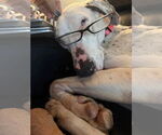 Small #3 Great Dane