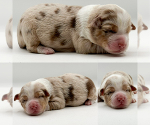 Miniature Australian Shepherd Puppy for sale in BROOKER, FL, USA
