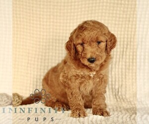 Goldendoodle (Miniature) Puppy for sale in GORDONVILLE, PA, USA