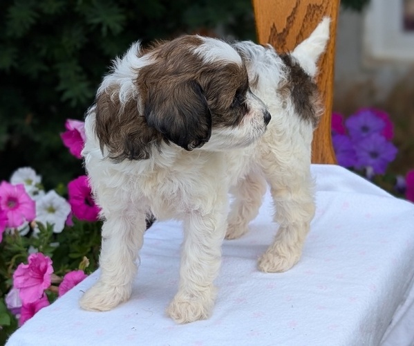 Medium Photo #9 Maltipoo (Toy) Puppy For Sale in GOSHEN, IN, USA