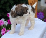 Small Photo #50 Maltipoo (Toy) Puppy For Sale in GOSHEN, IN, USA