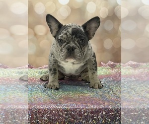 French Bulldog Puppy for Sale in FOLSOM, California USA