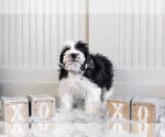 Small Photo #8 Schnauzer (Miniature) Puppy For Sale in WARSAW, IN, USA