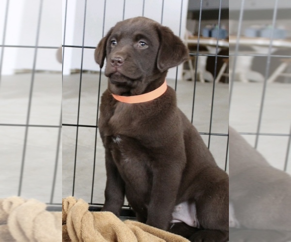 Medium Photo #2 Labrador Retriever Puppy For Sale in BARNEVELD, WI, USA