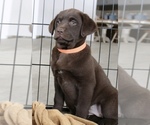 Small Photo #2 Labrador Retriever Puppy For Sale in BARNEVELD, WI, USA