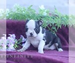 Small #3 Boston Terrier
