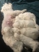 Small Photo #18 Coton de Tulear Puppy For Sale in KAYSVILLE, UT, USA