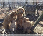 Small Photo #3 Golden Retriever Puppy For Sale in HICKORY, KY, USA