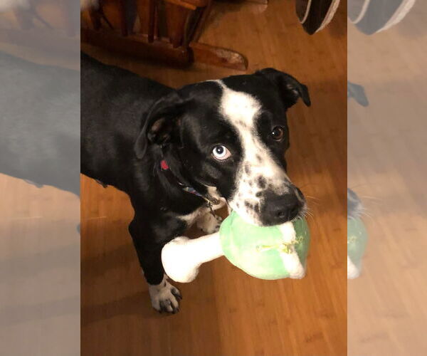 Medium Photo #5 Catahoula Leopard Dog-Unknown Mix Puppy For Sale in Hillsboro, MO, USA