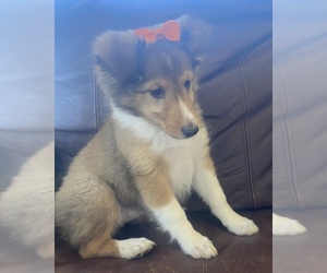 Shetland Sheepdog Puppy for sale in HOT SPRINGS, MT, USA