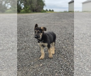 German Shepherd Dog Puppy for sale in BARRON, WI, USA