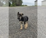 Small German Shepherd Dog