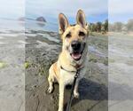 Small #3 German Shepherd Dog