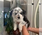 Puppy 1 Border Collie-Siberian Husky Mix