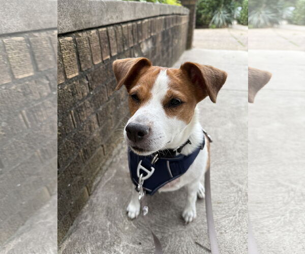 Medium Photo #27 Mutt Puppy For Sale in Philadelphia, PA, USA