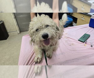 Mutt Dogs for adoption in Riverside, CA, USA