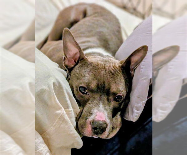 Medium Photo #2 American Staffordshire Terrier-Unknown Mix Puppy For Sale in columbia, SC, USA