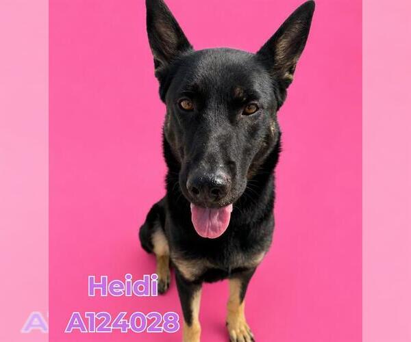 Medium Photo #3 German Shepherd Dog Puppy For Sale in HESPERIA, CA, USA
