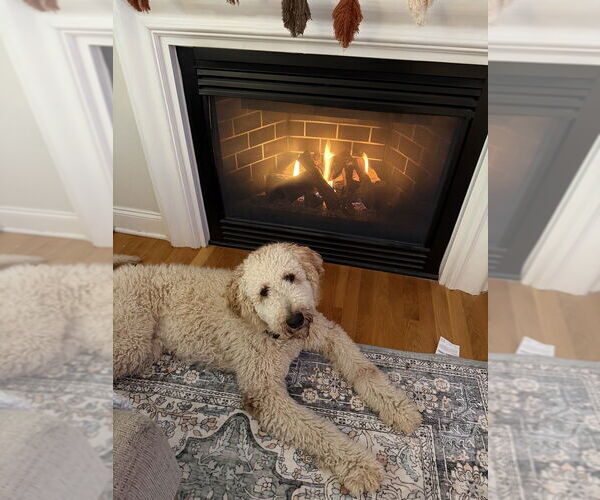 Medium Photo #4 Golden Retriever-Unknown Mix Puppy For Sale in Raleigh, NC, USA