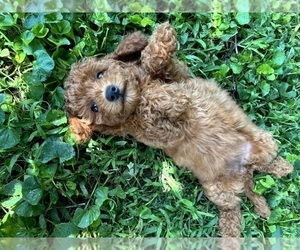 Goldendoodle (Miniature) Puppy for sale in FRANKLIN, IN, USA