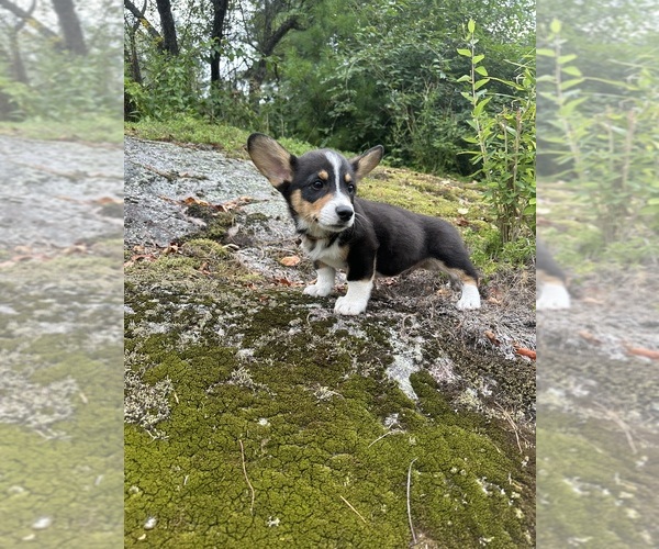 Medium Photo #16 Pembroke Welsh Corgi Puppy For Sale in PERKINSVILLE, VT, USA