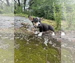 Small #15 Pembroke Welsh Corgi