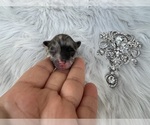 Small Photo #55 Pomeranian Puppy For Sale in HAYWARD, CA, USA