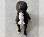 Small American Pit Bull Terrier Mix