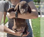 Small #2 Sheprador