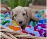 Small Photo #7 Goldendoodle Puppy For Sale in CHAMPION, NC, USA