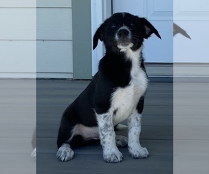 Medium Border Collie