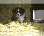 Small Photo #11 Miniature Australian Shepherd Puppy For Sale in CHATSWORTH, CA, USA