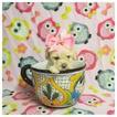 Small Photo #1 Maltipoo Puppy For Sale in TAYLOR, TX, USA
