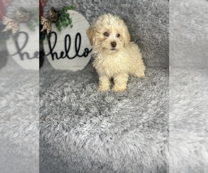 Shih-Poo Puppy for sale in INDIANAPOLIS, IN, USA