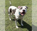 Small #10 American Pit Bull Terrier Mix