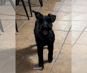 Father of the Schnauzer (Miniature) puppies born on 04/27/2025