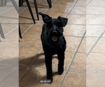 Small Photo #1 Schnauzer (Miniature) Puppy For Sale in PORT LAVACA, TX, USA