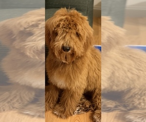 Goldendoodle (Miniature) Puppy for sale in UXBRIDGE, MA, USA