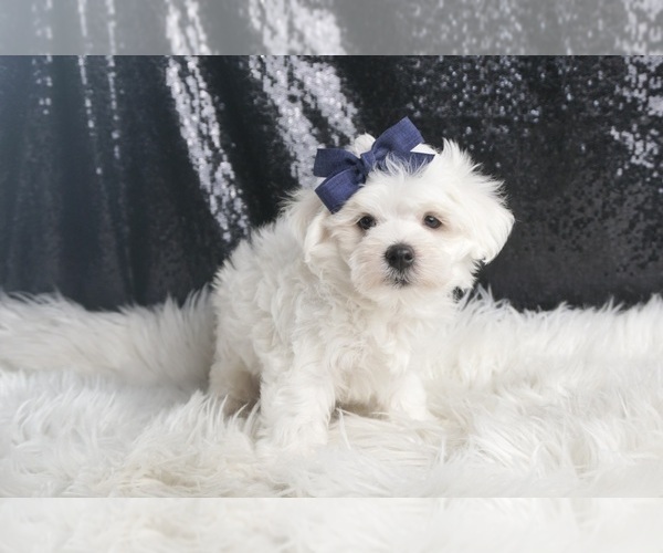 Medium Photo #4 Maltese Puppy For Sale in WARSAW, IN, USA