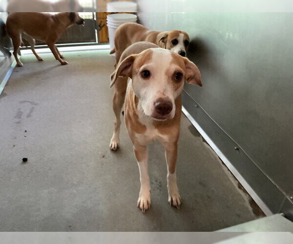 Medium Photo #2 Mutt Puppy For Sale in San Bernardino, CA, USA