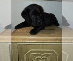 Puppy Puppy 3 Labrador Retriever