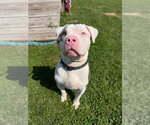 Small #2 American Staffordshire Terrier