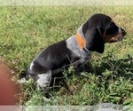 Small #2 Bluetick Coonhound