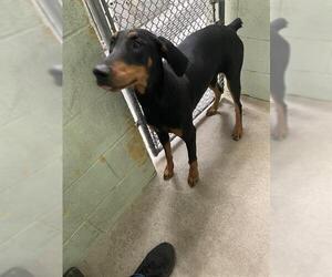 Doberman Pinscher Dogs for adoption in Stockton, CA, USA