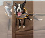 Small #2 American Pit Bull Terrier Mix